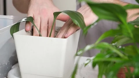 Transplanting eucharis from small pot large one. man compresses earth around Stock Footage 236921515
