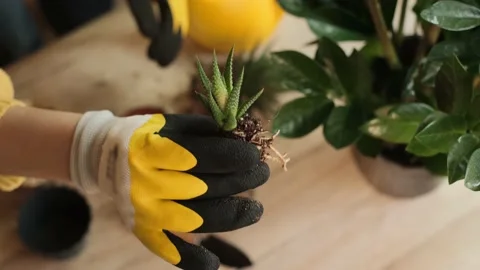 Transplanting flowers, close-up of the hands of a young female gardener planting 스톡 동영상 223348053