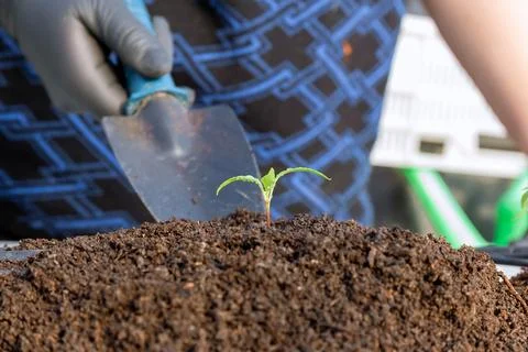 Transplanting pepper contributes to strong root system and powerful growth of Stock Photos