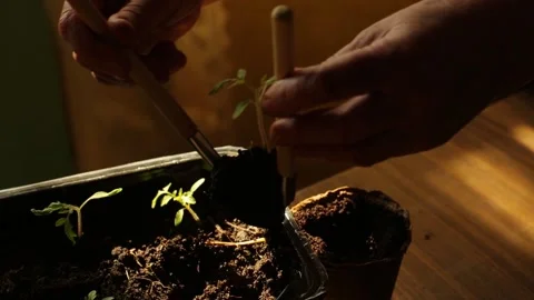 Transplanting plants process in biodegradable pots at home Stock-Footage 169219156