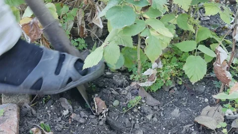 Transplanting raspberry bush to another place. Digging up raspberry bush Stock Footage 117430801