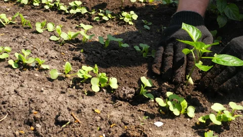 Transplanting seedlings into open ground Stock Footage 156812932