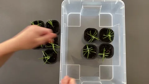Transplanting sprouts with care 스톡 동영상 342335560