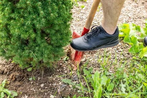 Transplanting a spruce on a plot. Digging the ground with a shovel close-up.. Stock Photos