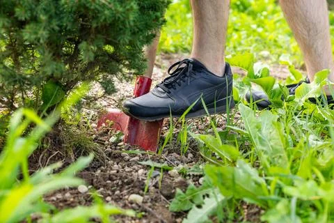 Transplanting a spruce on a plot. Digging the ground with a shovel close-up.. Stock Photos