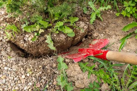 Transplanting a spruce on a plot. Digging the ground with a shovel close-up.. Stock Photos