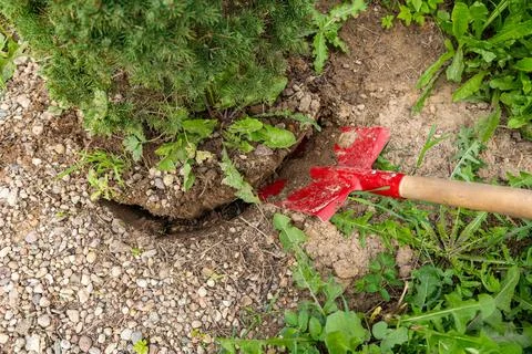 Transplanting a spruce on a plot. Digging the ground with a shovel close-up.. Stock Photos