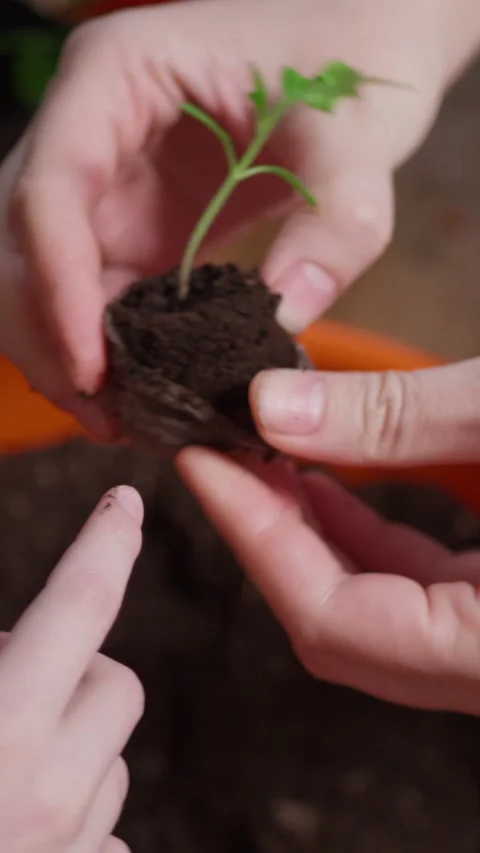 Transplanting tiny tomato sprouts into pots, vertical shot Stock Footage 256508059