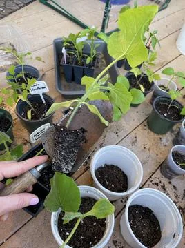 Transplanting Vegetable Seedlings Stock Photos