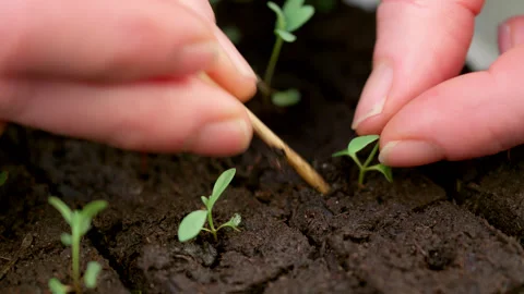 Transplanting young eucalyptus seedlings into soil blocks. Soil blocking. Video stock 263699375