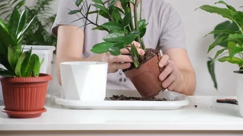 Transplanting Zamioculcas from a small pot to a large one. A man pulls Stock Footage 234166301