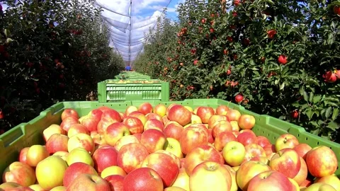 Transport apples in a boxes to the cold storage Video stock 141084030
