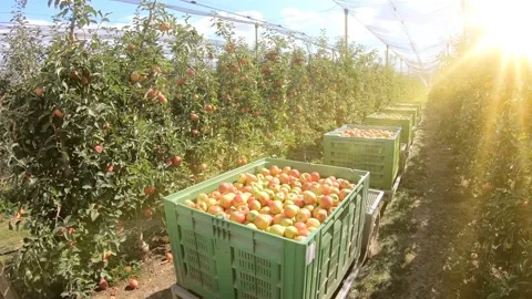 Transport apples in a boxes to the cold storage with the sun's rays Stock Footage 141248558