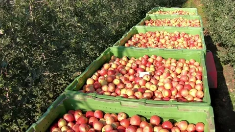 Transport apples in a boxes to the cold storage Stock Footage 237709944