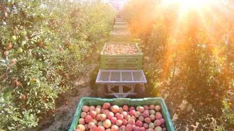 Transport apples in a boxes to the cold storage Stock Footage 237710060