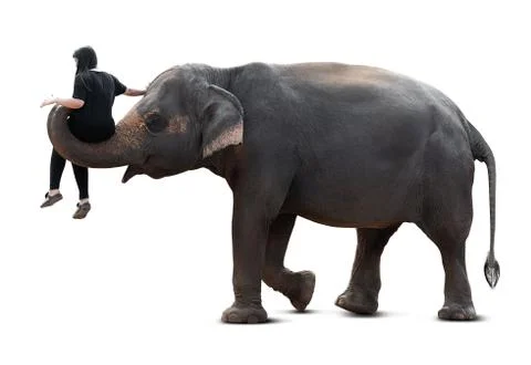 Transport from elephant Stock Photos