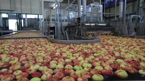 Transport of freshly harvested apples in a food factory for sale Stock Footage
