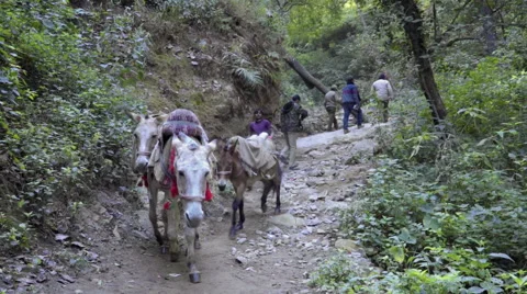 Transport mules going down on mountain path in India Stock Footage 58498317