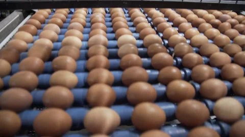 Transportation and industrial plant selection for egg Stock Footage 85271663