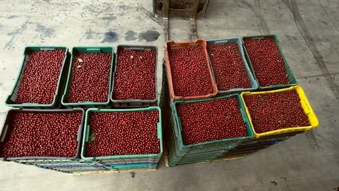 Transportation Of Berries By Forklift. Stock Footage 100874293