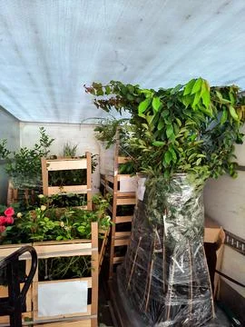 Transportation of botanical trees, tops in the car, cargo transportation of.. Stock Photos