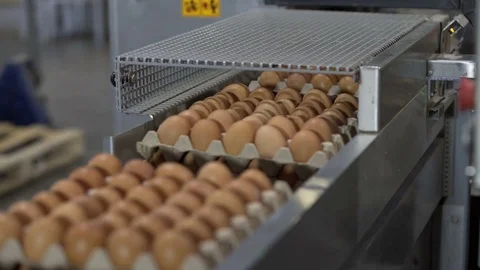 Transportation Eggs for automated sorting Stock Footage 85267440