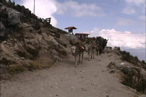 Transportation by Mule train Venezuela Stock Footage