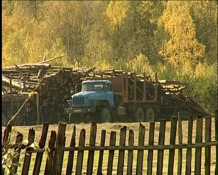 Transportation of timber logs Video stock 1012651