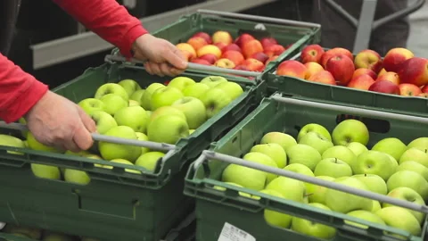 Transporting Boxes of Green and Red Apples. Stock Footage 155969330