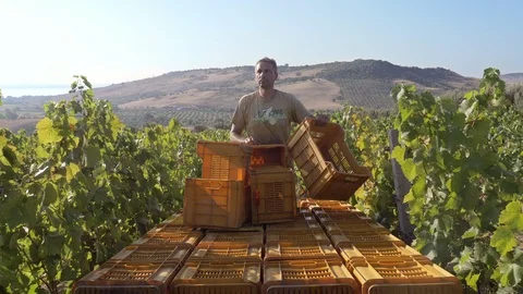 Transporting grapes boxes in vineyard. Farmer on tractor Stock Footage 98593437