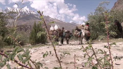 Transporting luggage on donkeys Stock Footage 203932264