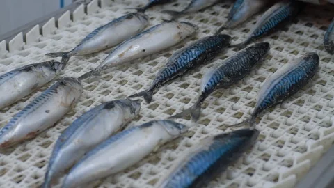 Transporting mechanism is relocating of fish for processing. Fish factory. Vídeo Stock 121027517