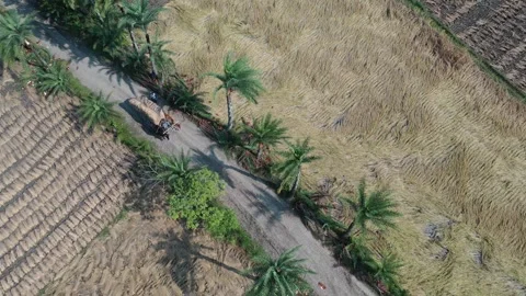 Transporting paddy by Buffalo cart Stock Footage 252051465