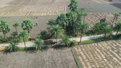 Transporting paddy by Buffalo cart Stock Footage 252051593