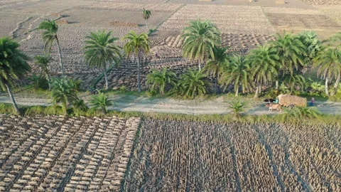 Transporting paddy by Buffalo cart Stock Footage 252051752