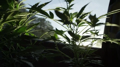 Transporting Small Marijuana Plants In Back Of Truck Stock Footage 79010613