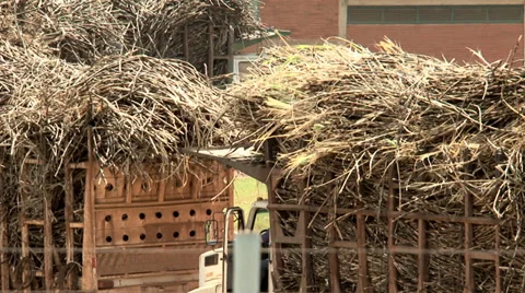 Transporting Sugarcane Stock Footage 37841070