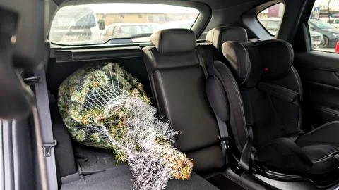 Transporting a Wrapped Christmas Tree Inside a Family SUV Car Interior Foto stock