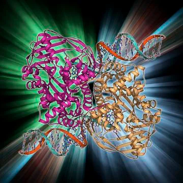 Transposase enzyme and DNA complex Stock Illustration