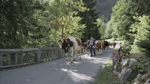 TRANSUMANCE OF COWS IN SWTZERLAND Stock Footage 152798750
