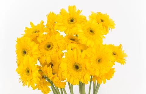 Transvaal daisies Foto stock