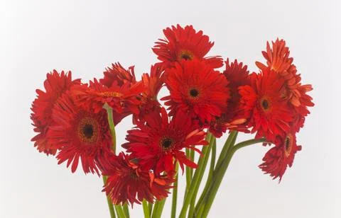 Transvaal daisies Stock Photos