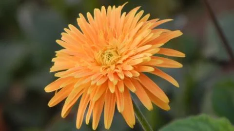 Transvaal daisy Stock Photos