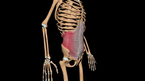 Transverse Abdominal Muscles on Skeleton 動画素材 127685440