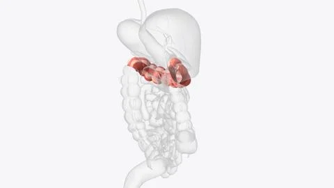 The transverse colon is the lengthy, upper part of the large intestine Stock Illustration