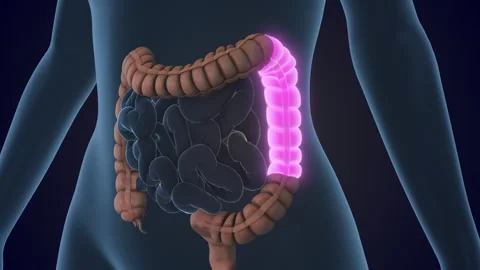 The Transverse colon is a section of the large intestine 스톡 동영상 310937549