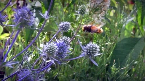 Transverse Flowerfly hoverfly on sea holly Stock Footage 141547951