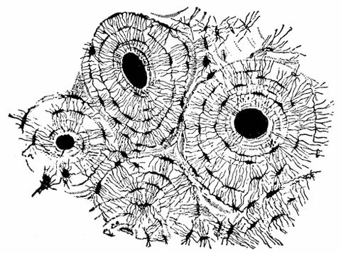 Transverse section of compact tissue (of humerus), magnified about 150 times, Stockillustratie