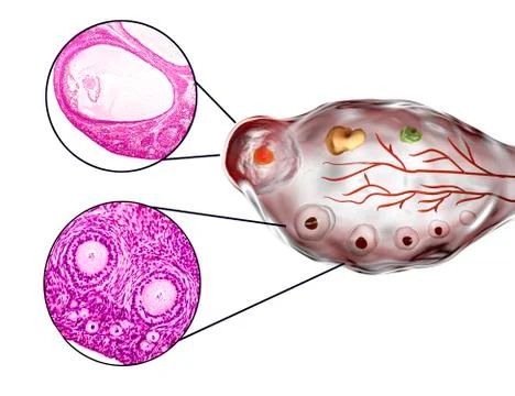 Transverse section of an ovary Illustrazione stock