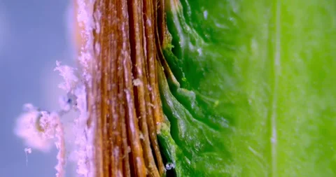 Transverse Section of Plant with Protective Paraffin Layer for Growth Point Stock Footage 330956663